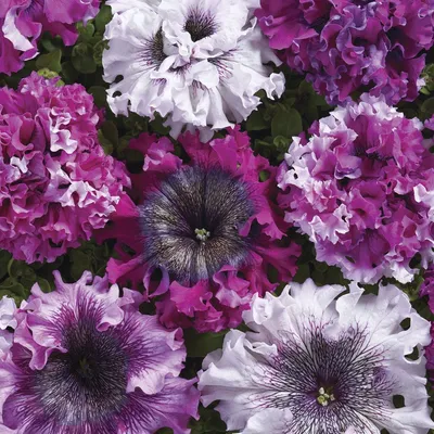 Petunia Surprise Sparkle Red - Sugar Creek Gardens