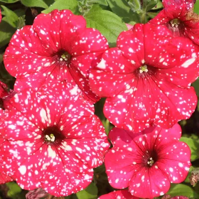 Proven Winners® Annual Plants|Supertunia Vista® Jazzberry (Petunia) –  Proven Winners Direct