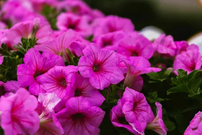 19 of the Best Purple Petunia Varieties | Gardener's Path