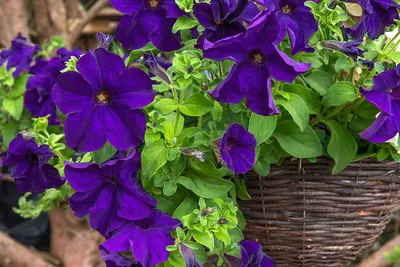 Petunia – Mapro