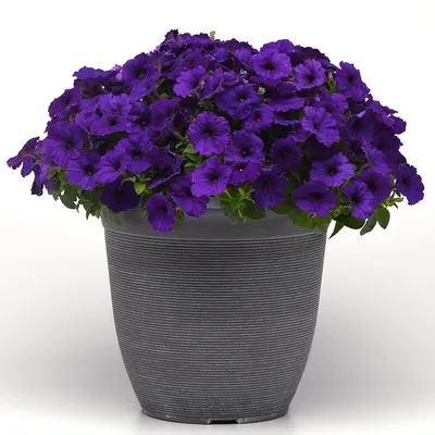 Petunia Laura Bush Petunia X Violacea Solanaceae Seeds