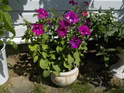 How the transgenic petunia carnage of 2017 began | Science | AAAS