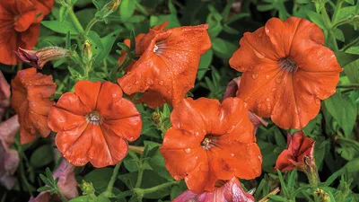 Petunia Garden Flowers - Why Everyone Loves Perfect Petunias