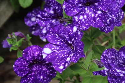 Petunia Crazytunia® Mayan Sunset | White Flower Farm