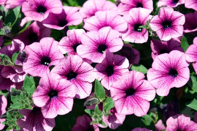 Petunias: How to Plant, Grow, and Care for Petunias | The Old Farmer's  Almanac