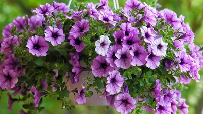 Petunia (SGL) Dreams Picotee Mix -HY Flower Seeds – myBageecha