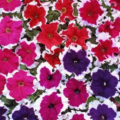 PETUNIA violacea (Wild Petunia) – MySeedsCo