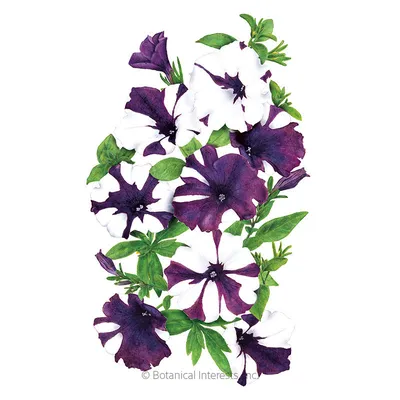 Petunia - Wikipedia