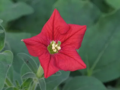 Surfinia® Sumo Pink Petunia Plants for Sale