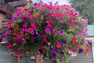 How to Plant and Grow Petunia