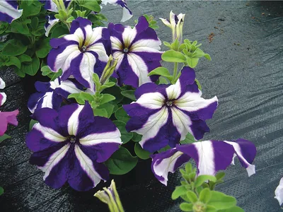 Петуния ампельная гибридная (Petunia x hybrida)