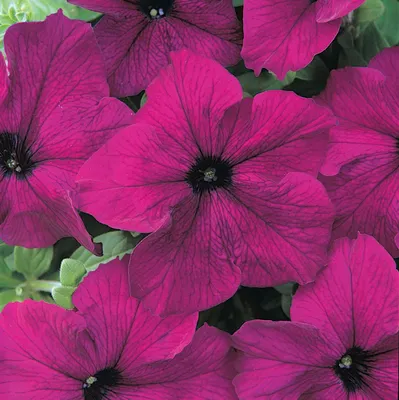 Петуния гибридная Саксес 360° \"Бургунди Веин\" (Petunia x hybrida  grandiflora SUCCESS!® 360° Burgundy Vein) - Петуния гибридная Саксес 360°  (Petunia x hybrida grandiflora SUCCESS!® 360° Blue) - Петуния - Однолетние  - Каталог - Pitomnik-Kolos.ru