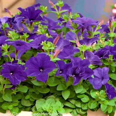 Петуния Grandiflora - синий - 80 семена - Petunia x hybrida – Garden Seeds  Market | Бесплатная доставка