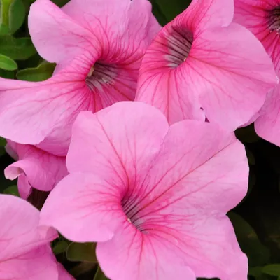 Петуния крупноцветковая (Чехия) превосходнейшая (Petunia grandiflora  superbissima)