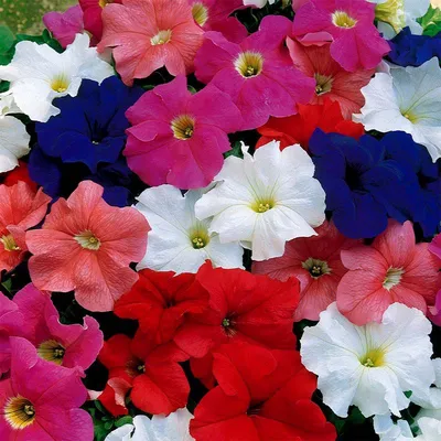 Петуния крупноцветковая (генетически компактная) (Petunia grandiflora)