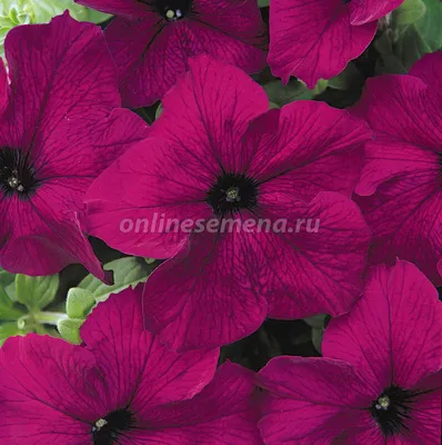 Петуния grandiflora F1 Tritunia mix Syngenta