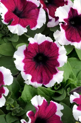 Петуния грандифлора Софистика F1 Лайм Грин Petunia grandiflora Sophistica  F1 Lime Green - купить семена цветов с доставкой по Украине в магазине  Добродар