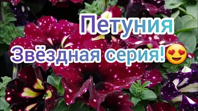 Петуния lightning sky (горозовое небо) | Уютный канал | Дзен