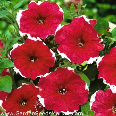 Петуния Iluzja - красный - Petunia hyb. multiflora nana - семена – Garden  Seeds Market | Бесплатная доставка