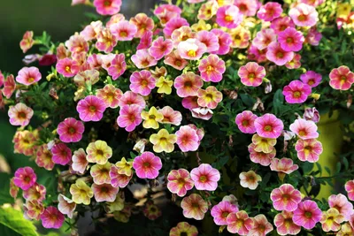 Pink magenta flowers of Calibrachoa parviflora in sunlight, a flowering  plant in the nightshade family known by the common name seaside petunia  Stock Photo - Alamy