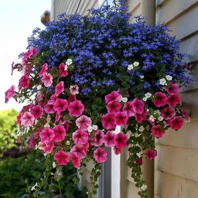3D Effect Mini Petunia PinkTastic Plant Is A Must-Have For Summer Gardens