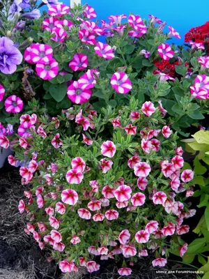 Calibrachoa vs. Petunia - A-Z Animals