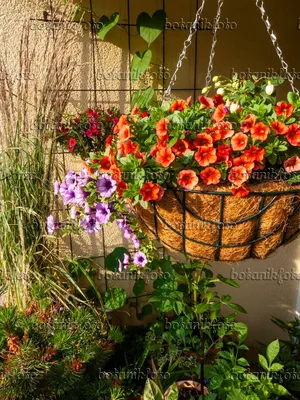 Blossoming Pink and Red Calibrachoa Petunia Potted Stock Photo - Image of  evergreen, garden: 191314806