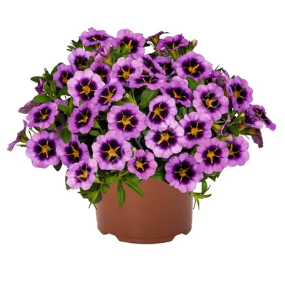 Mini Petunia (Calibrachoa 'Blue') - Stock Image - C027/0569 - Science Photo  Library