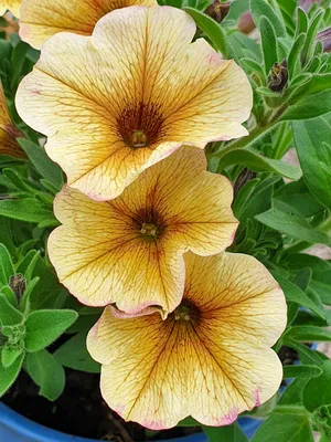 Image Calibrachoa Dream Kisses and petunias (Petunia) in a hanging basket -  461163 - Images of Plants and Gardens - botanikfoto