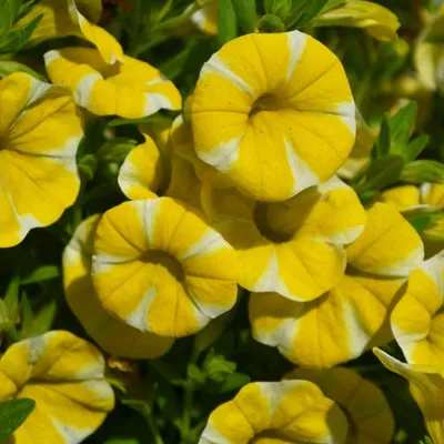 Close Up Of Petunia Hybrid (Calibrachoa Parviflora) In Garden In Spring  Stock Photo, Picture and Royalty Free Image. Image 126990659.