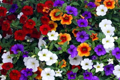 Calibrachoa Care - How To Grow And Care For Million Bells Flower |  Gardening Know How