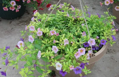 Calibrachoa: How to Plant, Grow and Care for Million Bells Flower | HGTV