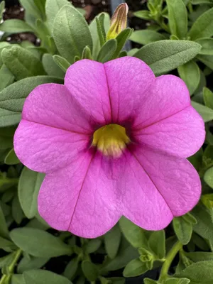 Calibrachoa MiniFamous Neo Blue' | MiniFamous® Neo Mini Petunia | Shades of  Green Inc.