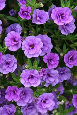 Calibrachoa hybrida 'Cabaret Bright White' | Cabaret® Mini Petunia | Merles  Garden Center