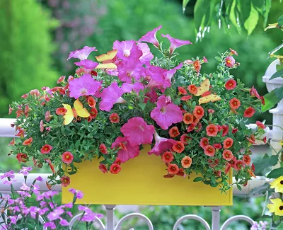 Calibrachoa. Petunia Million Bells flowers in a hanging basket Stock Photo  - Alamy