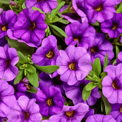 SUPERBELLS® Double Twilight™ Calibrachoa - Garden Crossings