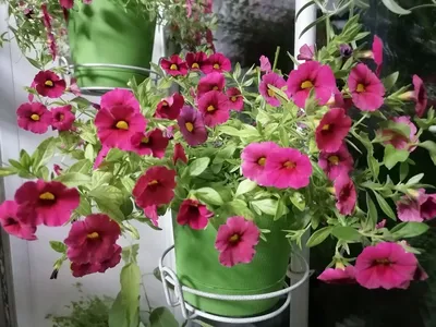 Calibrachoa vs. Petunia - A-Z Animals