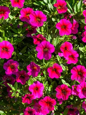 Calibrachoa Aloha Kona 'Hot Orange' Mini Petunia | Garden Center Marketing