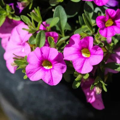 Mix of colorful blooming petunia (Calibrachoa) flowers Stock Photo | Adobe  Stock