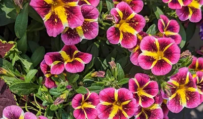 Superbells® Double Lavender Double Calibrachoa hybrid- Abundant, small  double petunia-like flowers all season on cascading… | Purple garden,  Petunias, Purple plants