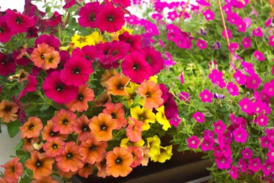 Calibrachoa hybrida | Cabaret® Orange Mini Petunia | Merles Garden Center