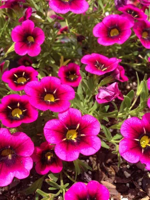 Petunias, bacopaside, lobelia Erinus, lobelias, aubretia, Calibrachoa,  Lobelia, waterhyssop, the seed, Hanging basket | Anyrgb