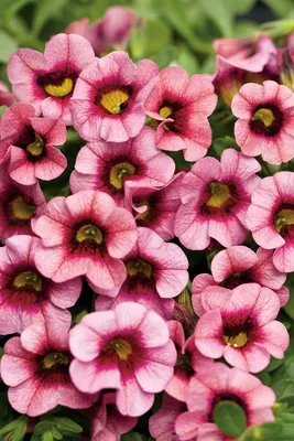 Petunia 'salmon Wave' petunia, Calibrachoa Celebration 'fire' Photograph by  Friedrich Strauss - Pixels