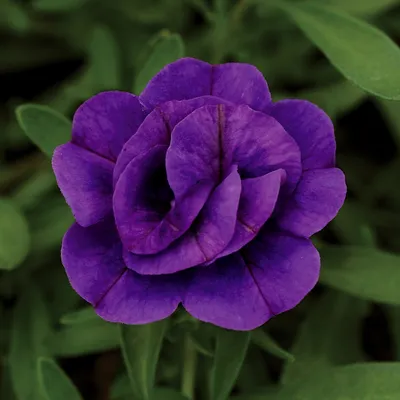 Superbells® Blue Calibrachoa Plant