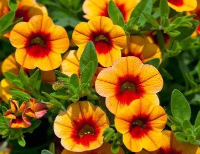 Images Calibrachoa - Images of Plants and Gardens - botanikfoto