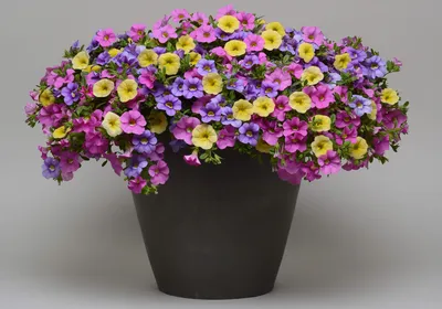 Calibrachoa x hybrida (Calibrachoa, Million Bells, Mini Petunia, Trailing  Petunia) | North Carolina Extension Gardener Plant Toolbox