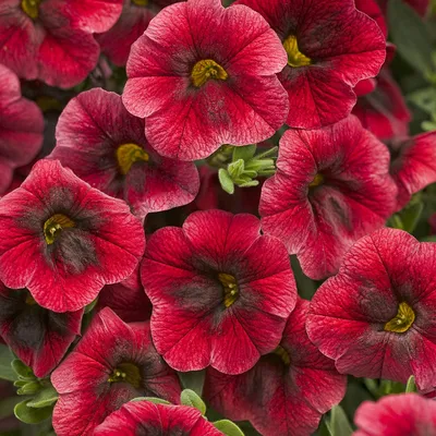 Superbells® Strawberry Punch™ - Calibrachoa hybrid | Proven Winners