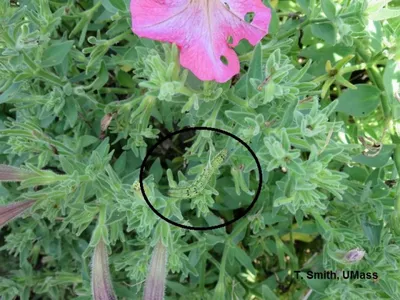 Calibrachoa | UMN Extension