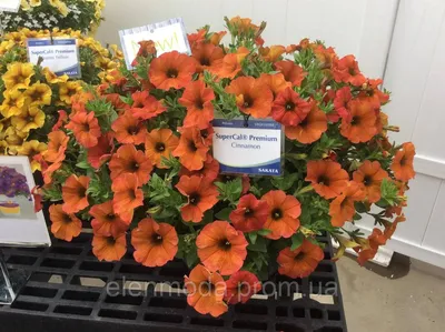 Calibrachoa 'Hula Amethyst' 4 Inch - The Garden Corner