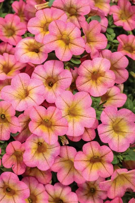 Calibrachoa hybrida 'Balcabpurim' Calibrachoa Cabaret® Purple from  Plantworks Nursery